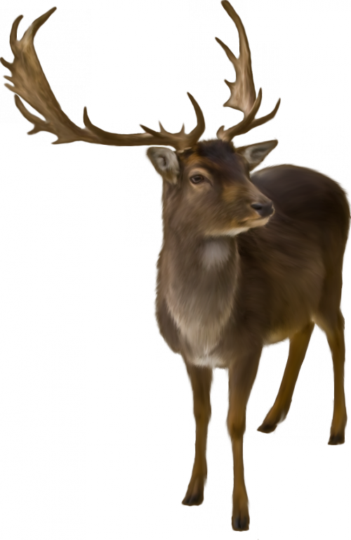 Pin By Alexandra Raluca On Copacioi - Reindeer Christmas Card (500x768), Png Download