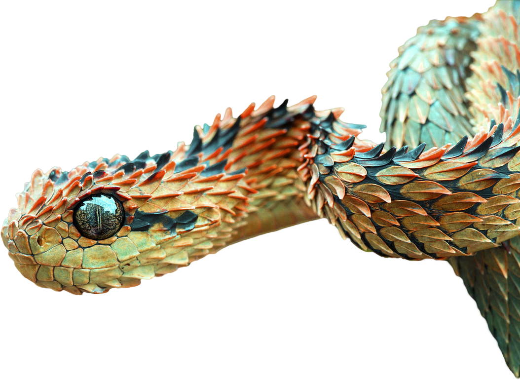 Animalbush Viper - Rarest Animals In The World 2018 (1054x770), Png Download