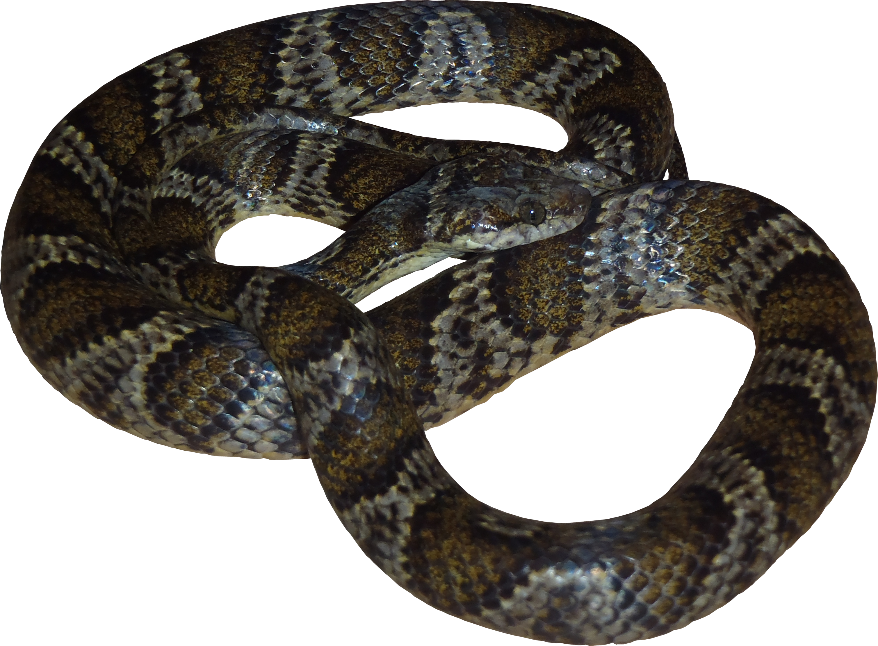 Viper Snake Png Royalty Free Library - Snakes (3019x2222), Png Download