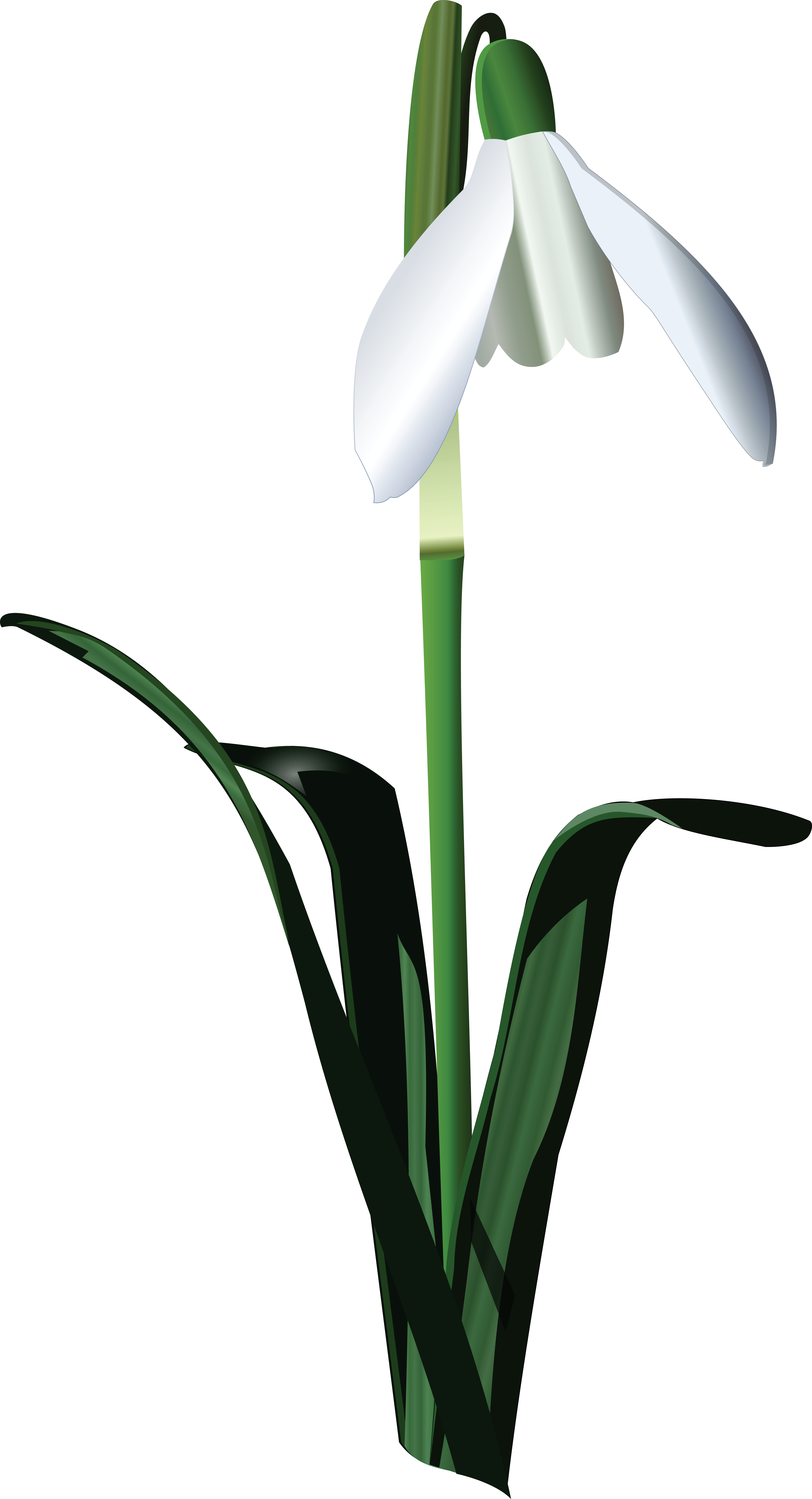 , , - Snowbell Flower Art Vector (4000x7382), Png Download