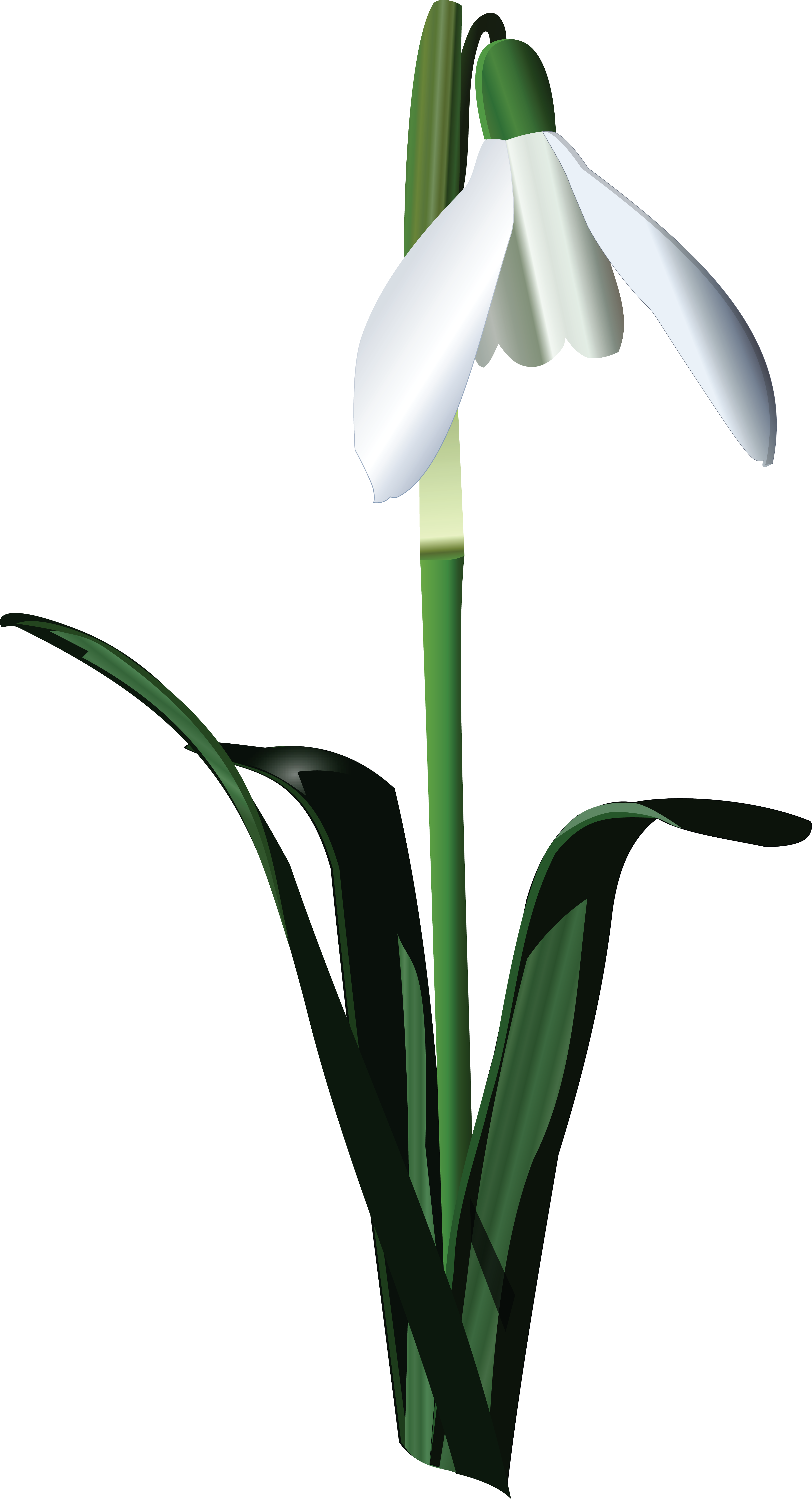 Download , , - Snowbell Flower Art Vector PNG Image with No Background ...