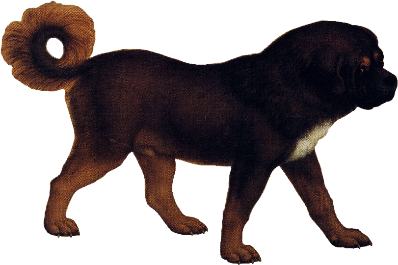Tibetan Mastiff - Dog Png No Background (825x557), Png Download