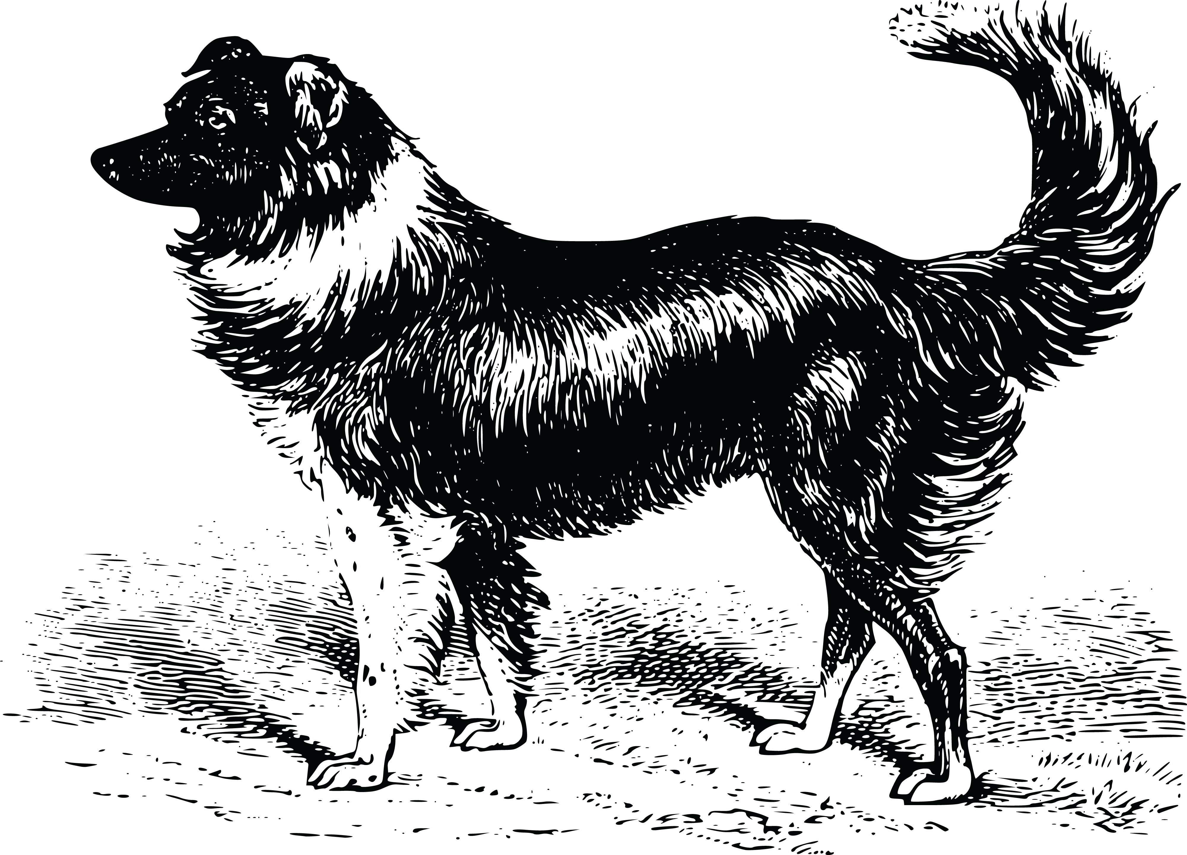, , - Shepherd Dog (4000x2879), Png Download