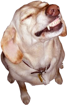 Love Is In The Air Dog (336x406), Png Download