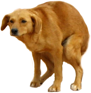 Post - Perro Cagando Png (500x375), Png Download