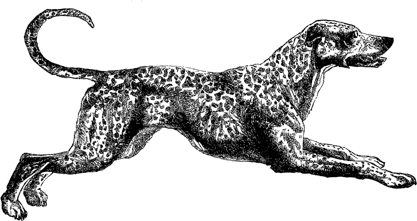 Dog Dalmatian Image - Clip Art (1600x861), Png Download