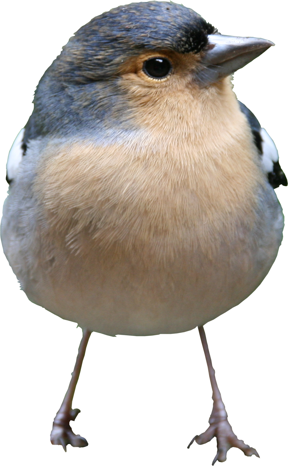 Bird Png Texture - High Quality Bird Png (923x1492), Png Download