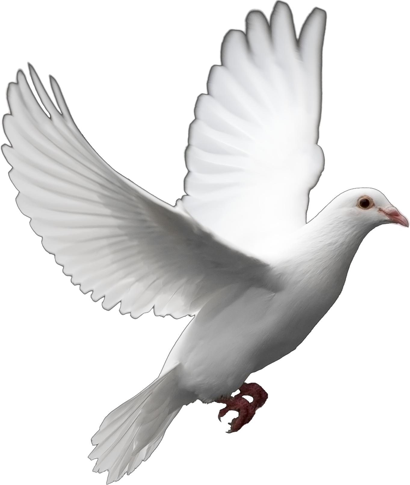 Dove With White Background (720x540), Png Download