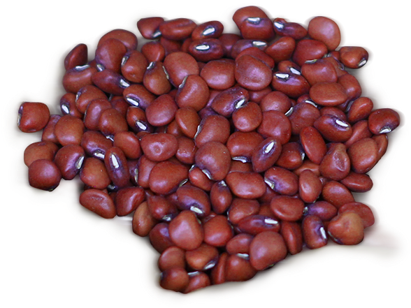 Perros Pueden Comer Frijoles (597x597), Png Download