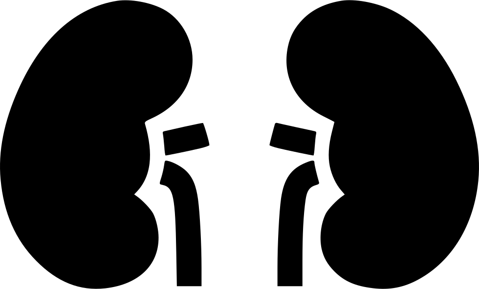Kidneys Comments - Nephrology Vector (980x592), Png Download