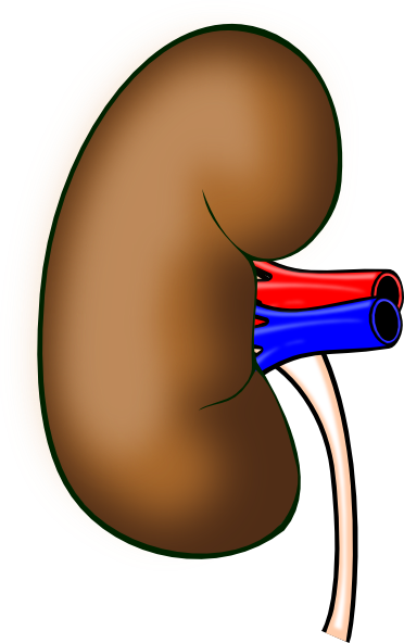 How To Set Use Human Kidney Clipart (372x592), Png Download