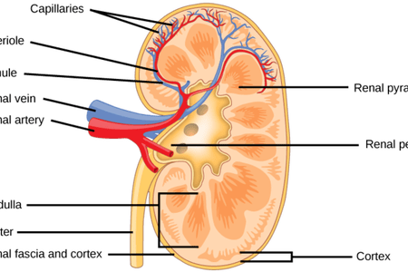 Interior Exterior Portion Of Kidney - Organ System Of An Arctic Fox (450x300), Png Download