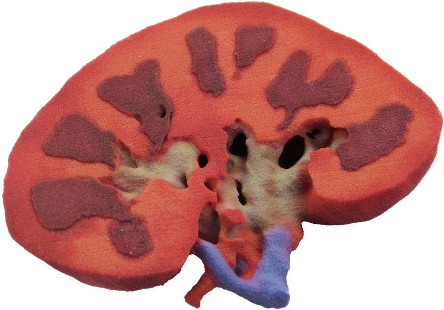60117-kidney Half - Kidney (900x900), Png Download
