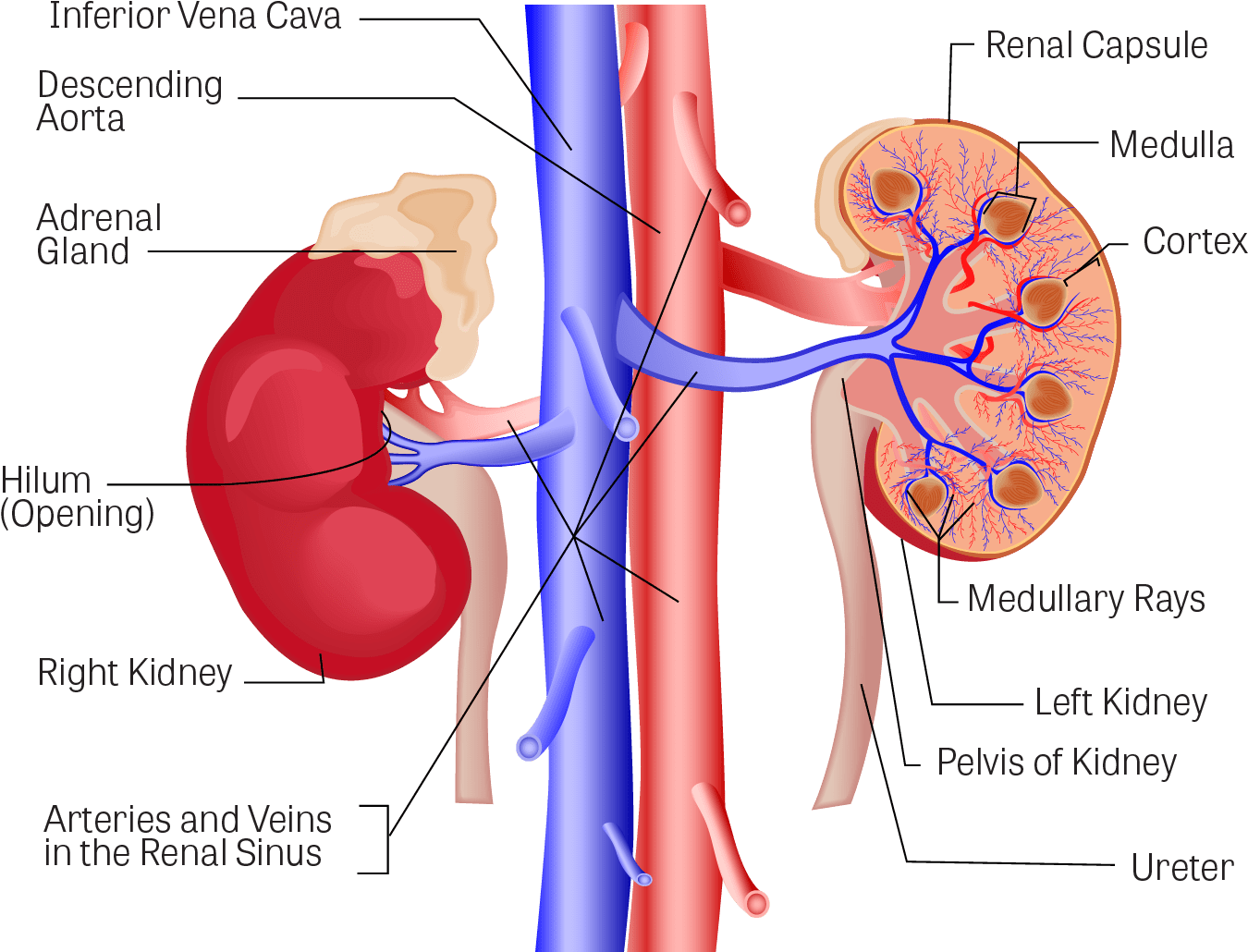 Illustration Of The Kidneys, With The Following Components - Kidney (1512x1168), Png Download