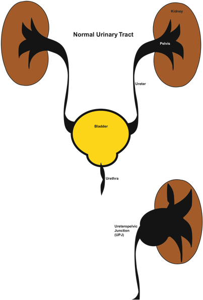 Upj - Clip Art (426x600), Png Download