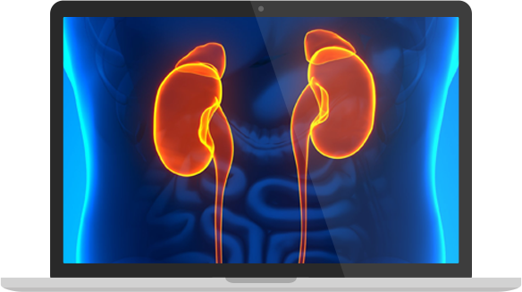 Macbook - Kidney (584x327), Png Download