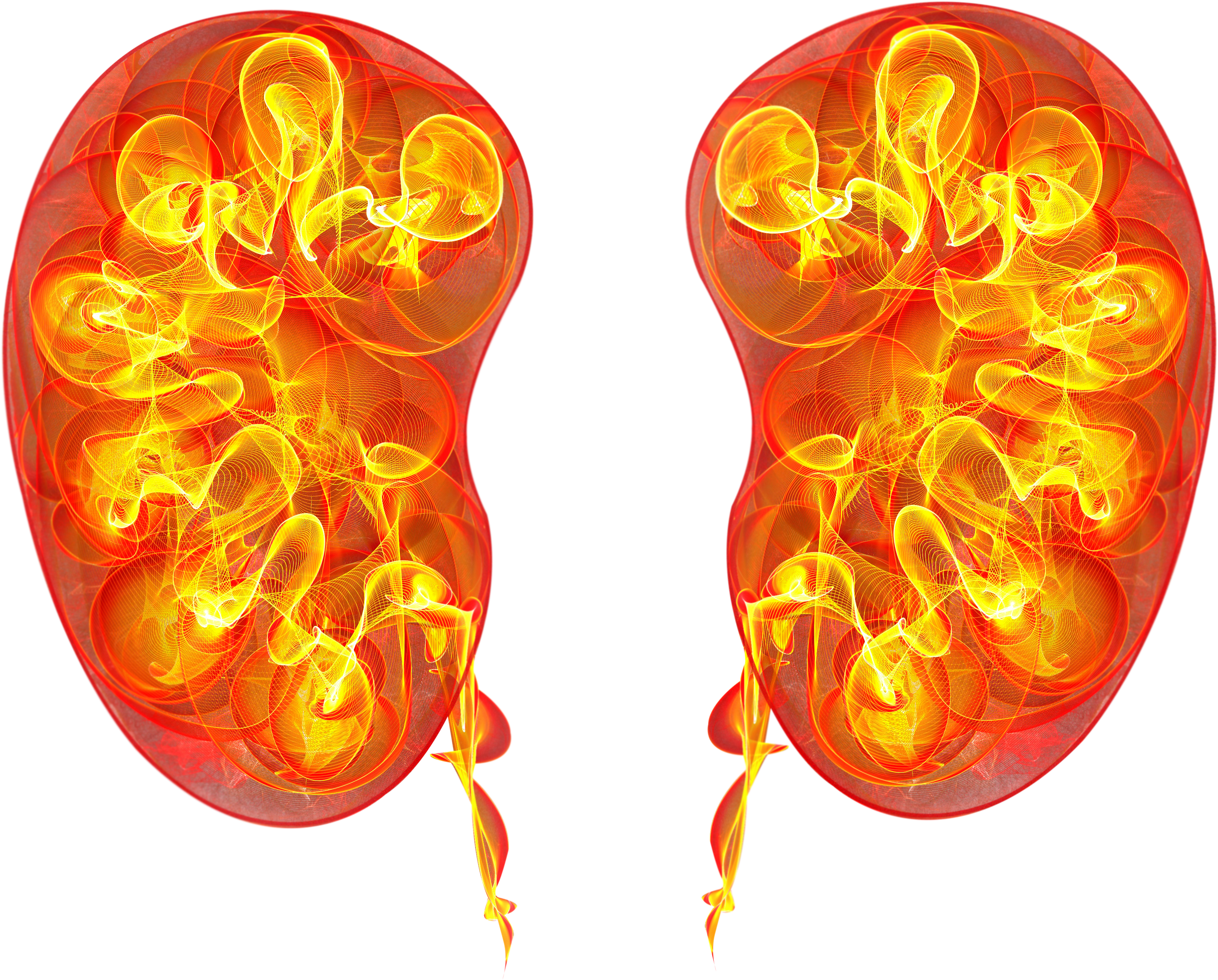 Kidney (4281x4500), Png Download