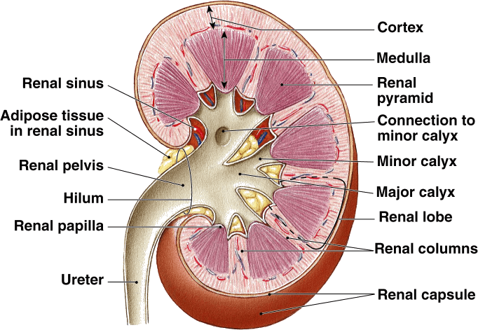 Image Showing Microscopic Structure Of Human Kidney (682x471), Png Download