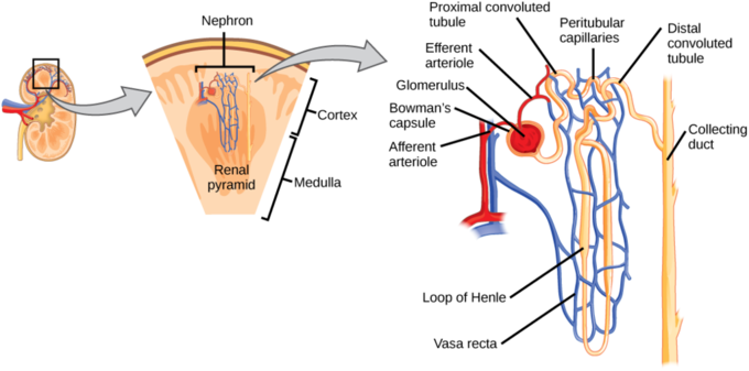 Diagram Of A Nephron - Kidney Nephron Structure (680x337), Png Download
