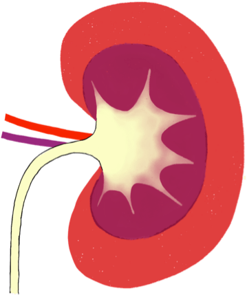Kidney - Circle (365x436), Png Download