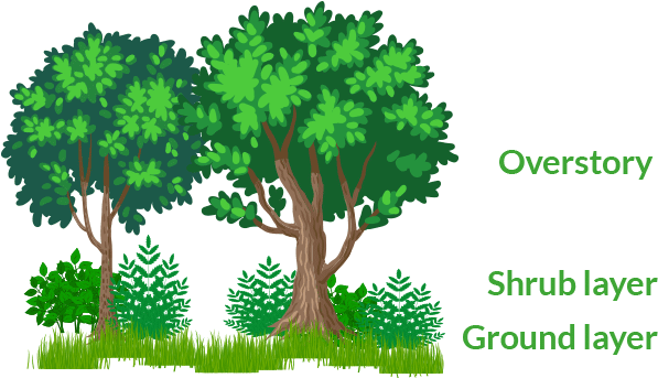 Forrest Image - Arboles Y Arbustos Dibujos (600x400), Png Download