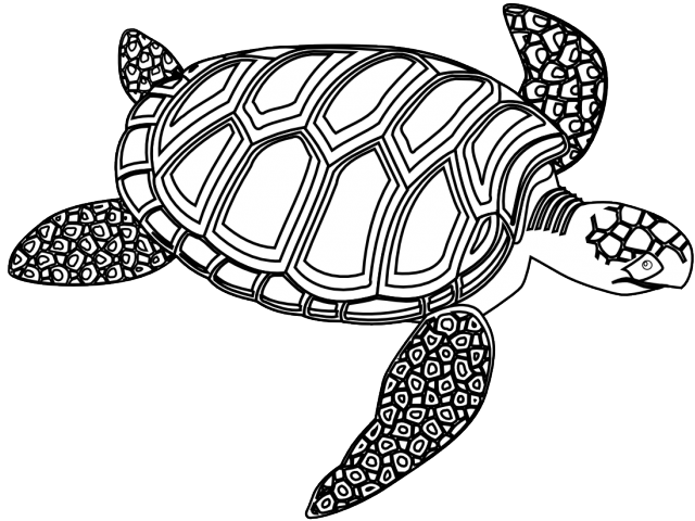 Sea Turtle Clipart Black And White - Green Sea Turtle Black And White (640x480), Png Download
