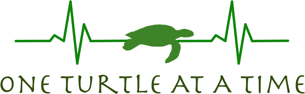 Green Sea Turtle (1026x421), Png Download