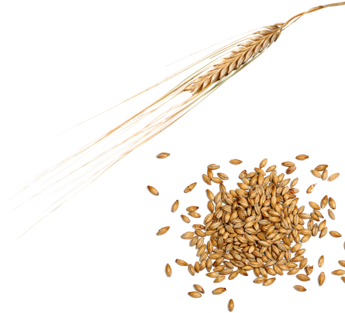 Grain To Growler - Malt (710x643), Png Download