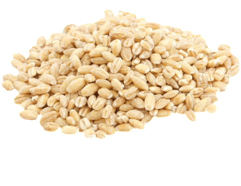 Barley Png Photo - Food To Live Pearl Barley (hulled) (10 Pounds) (480x480), Png Download