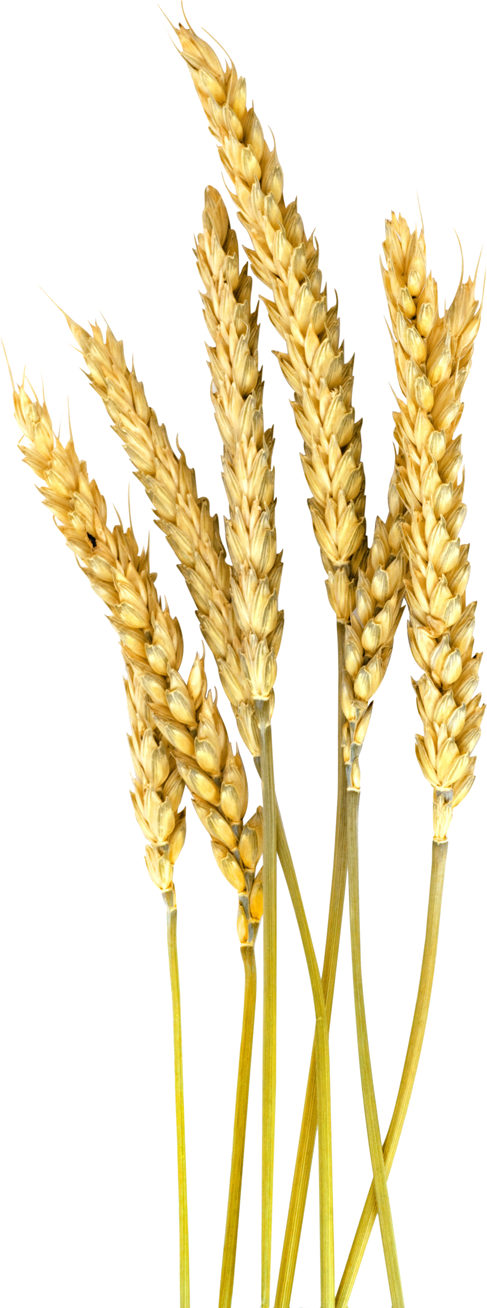 Vector Stock Barley Vector Wheat - Png Barley (2508x4531), Png Download