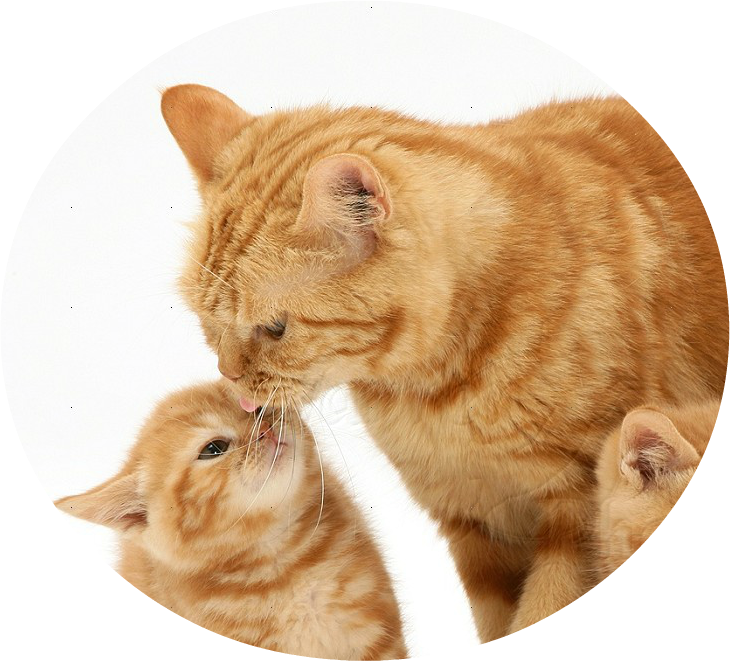 13064 Ginger Cat And Kittens White Background - Hayvanlarda Yavru Bakımı (730x661), Png Download