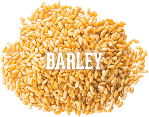 1956349498 - Emmer (500x417), Png Download