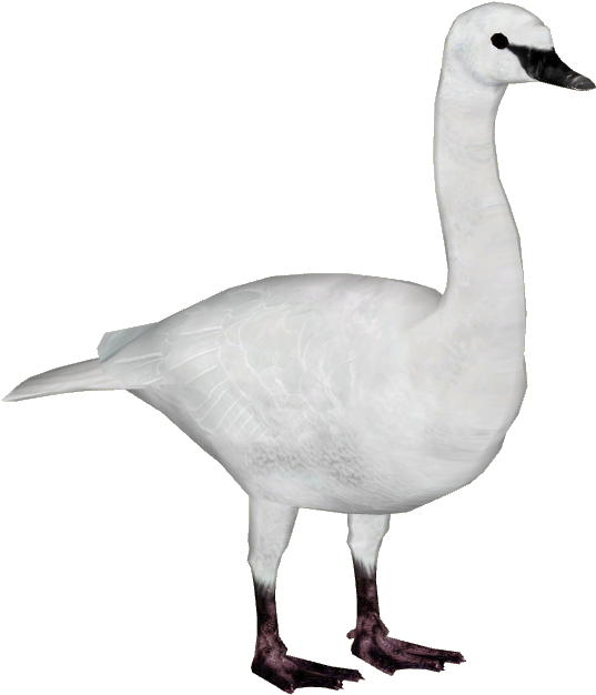 Trumpeter Swan - Zoo Tycoon 2 Goose Download (625x625), Png Download