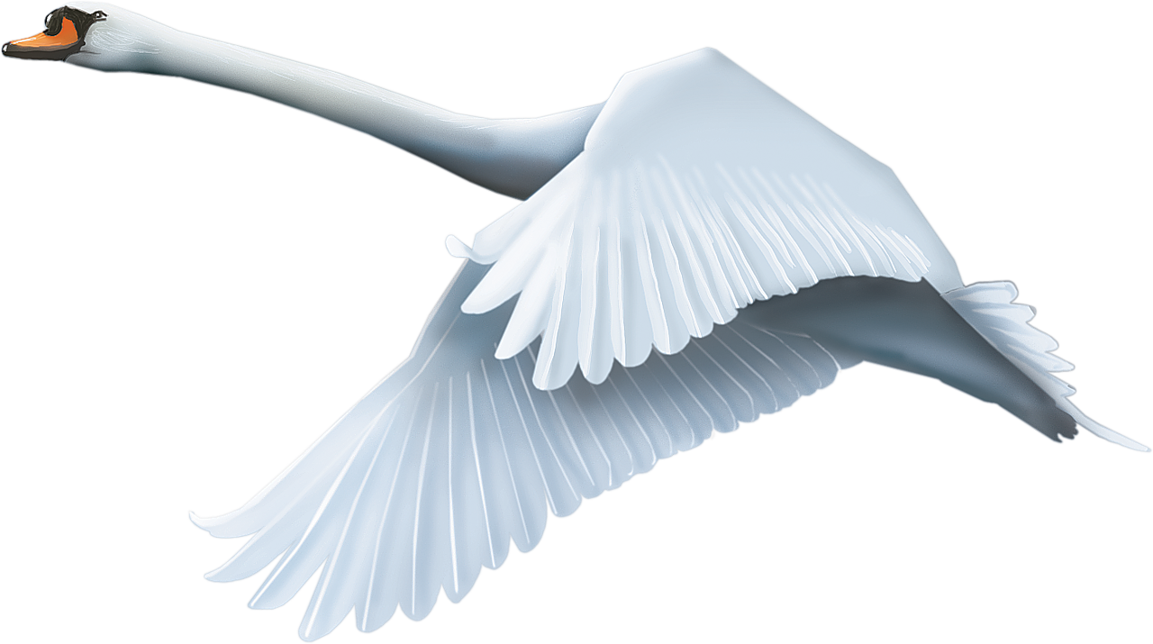 Swan Png (1280x715), Png Download