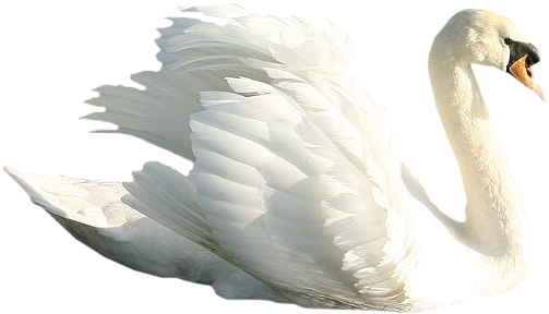 Swan Png (570x370), Png Download