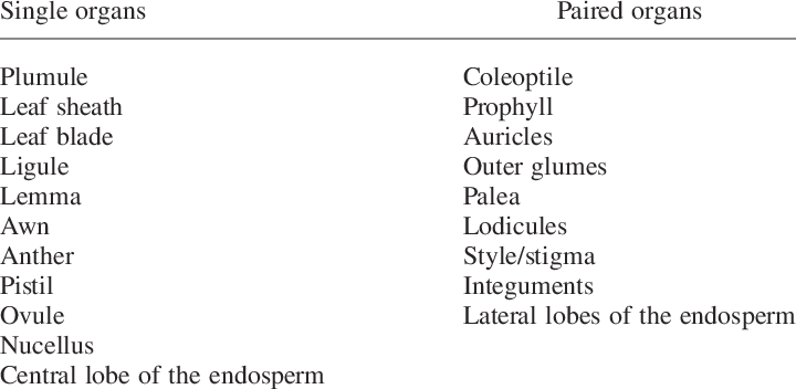 Single And Paired Organs Of Barley - Barley (720x352), Png Download