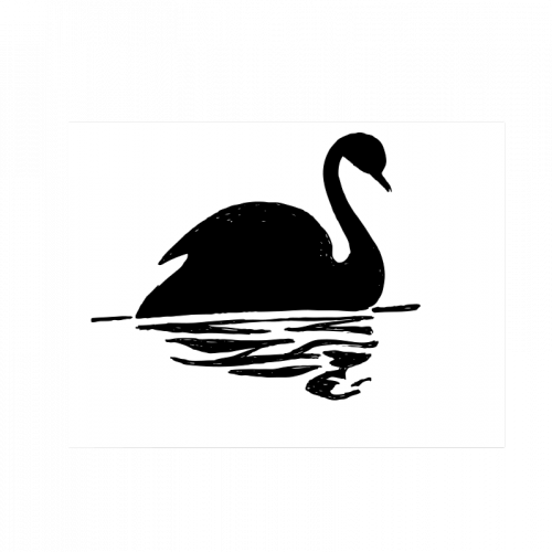 Calm Mystic Black Swan With Its Reflection In Water - Black Swan Animal Cartoon (500x500), Png Download
