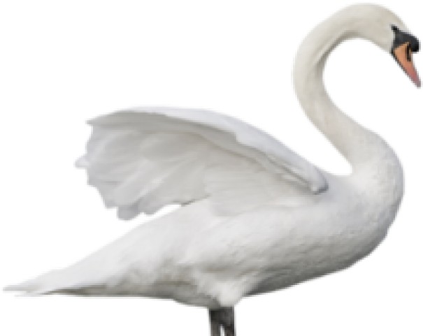 Swan Png Image Without Background Web Icons Png - Swans Bird Png (400x302), Png Download