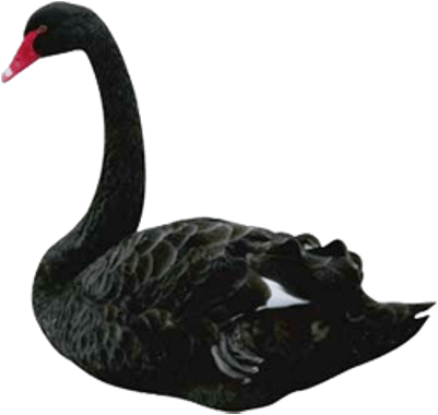Black Swan (400x400), Png Download