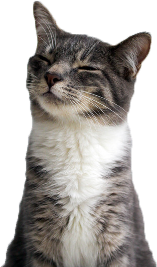 Wallpaper Stickers, Tumblr Transparents, Tumblr Stickers, - Funny Birthday Wishes With Cats (500x750), Png Download