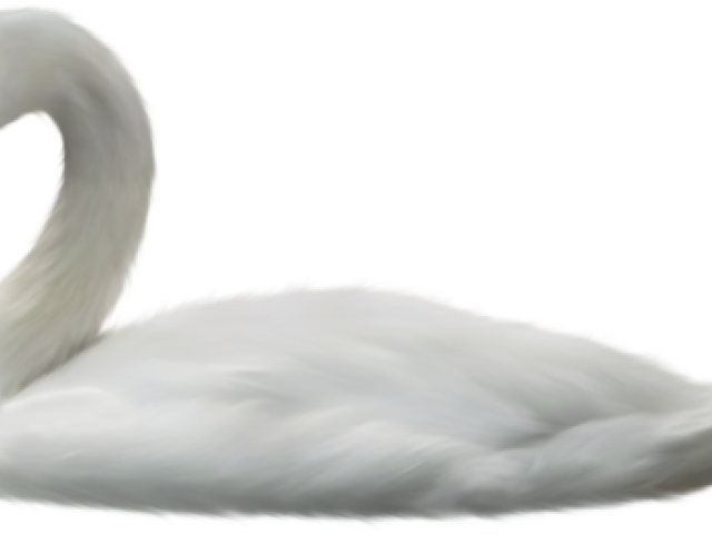 Swan Png Transparent Images - Swan (640x480), Png Download