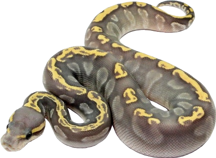 Snakes (433x317), Png Download