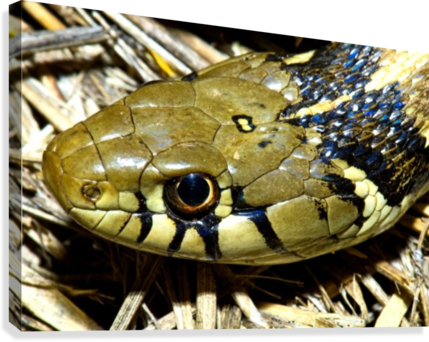 Checkered Garter Snake's Head Canvas Print - Thamnophis Marcianus (429x342), Png Download