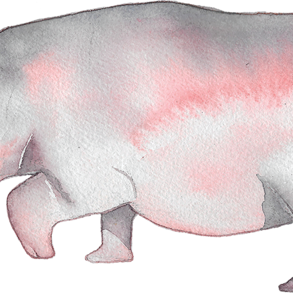 Hippopotamus (600x600), Png Download