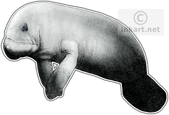 Image Royalty Free Stock Clipart Marine Mammal For - Manatee Transparent Background (590x402), Png Download