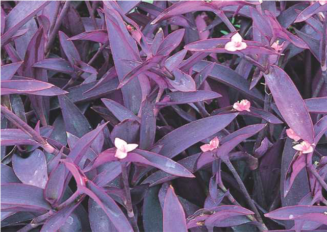 Purple Heart - Purple Queen Plant (640x640), Png Download