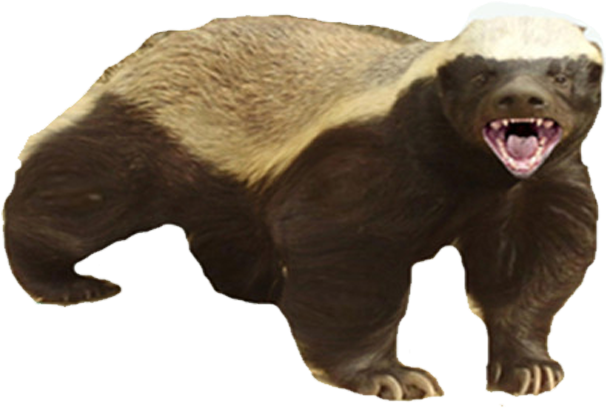 Badger Png - S Honey Badger Funny (1280x800), Png Download