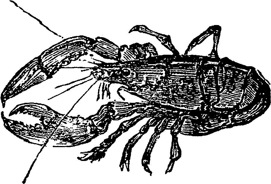 Digital Sea Life Downloads - Cancer (1200x878), Png Download