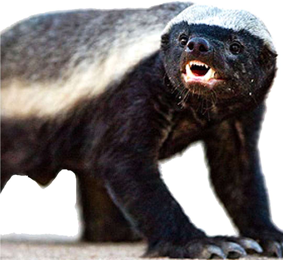 Large Picture Of A Badger (1080x1080), Png Download