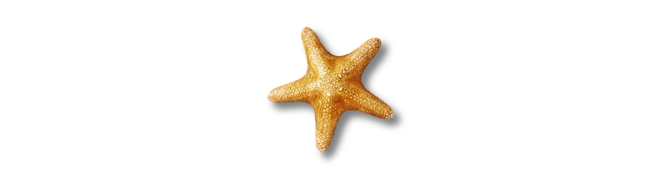 Dive Into An Amazing Under Water World - See Life (2339x639), Png Download